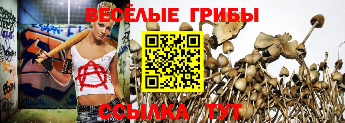 Удомля  Галлюциногенные грибы Psilocybe  Вход с VPN 